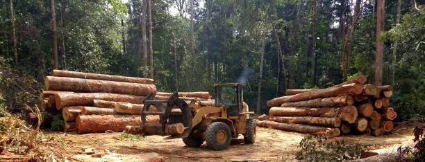 Best Storm Damage Tree Cleanup  in Hico, TX